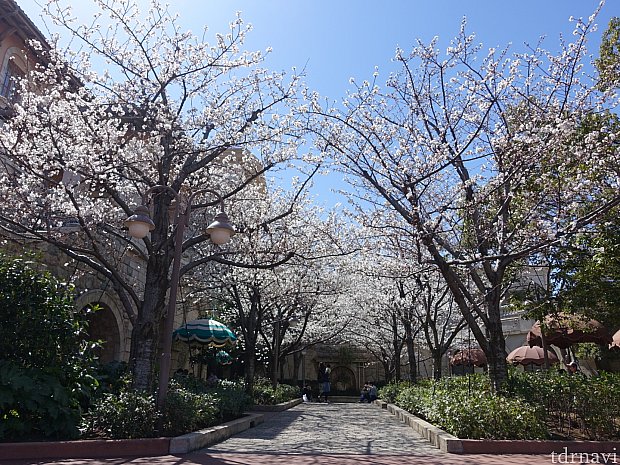 ディズニーシーのエントランス横のピクニック・エリアにある桜がもうすぐ満開です！