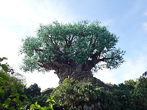 アニマルキングダム
