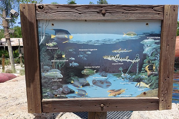 シャーク・リーフに棲む魚たち