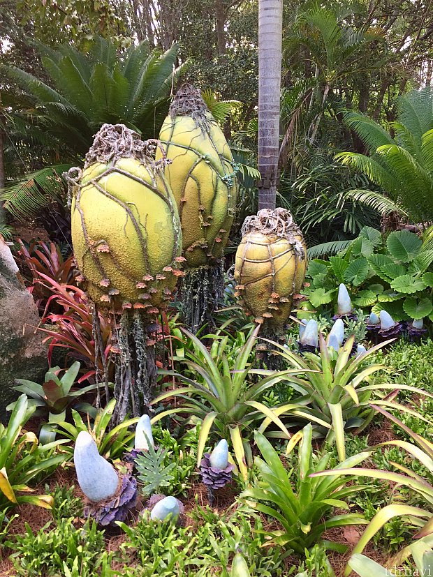 こちらがその植物。そのままですね〜。