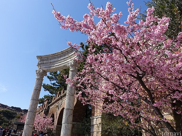 ディズニーで花見 ディズニーシーの河津桜が満開です