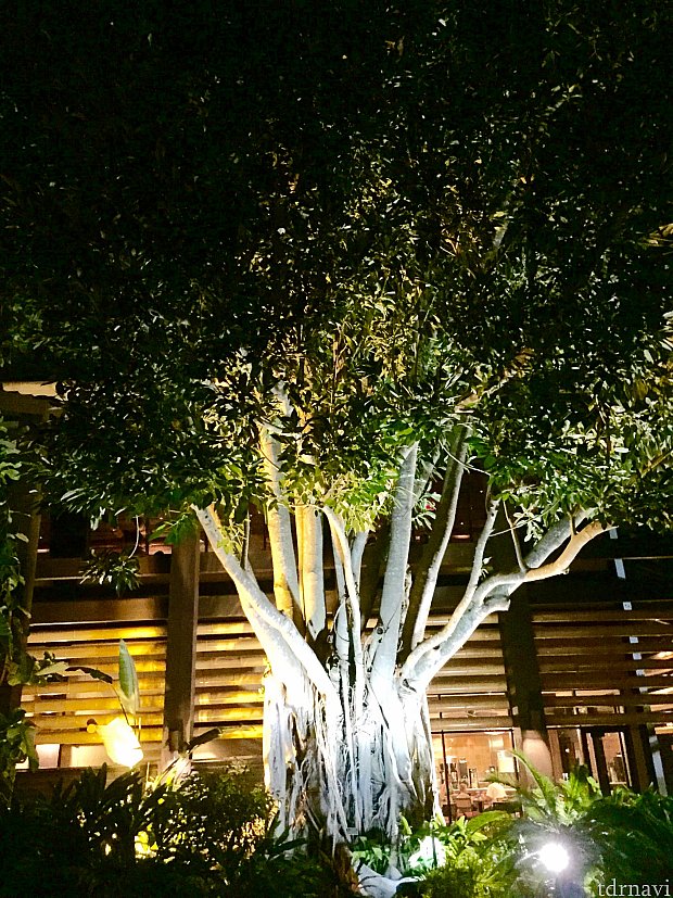 スイスファミリーツリーハウスのモデルになった木だと思われます。フロリダの南部に行くともっと巨大なものがよく見られます。