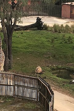 Wdw ディズニー アニマルキングダム ロッジ フロリダ のクチコミ 旅行記一覧