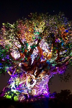 Wdw ツリー オブ ライフ アウェイクンの場所 アニマルキングダム フロリダ