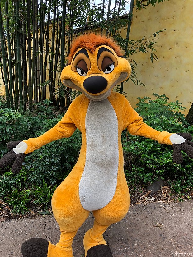 ティモン!
スタバ横でグリーティングをしてます。