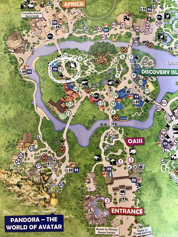 Animal kingdom