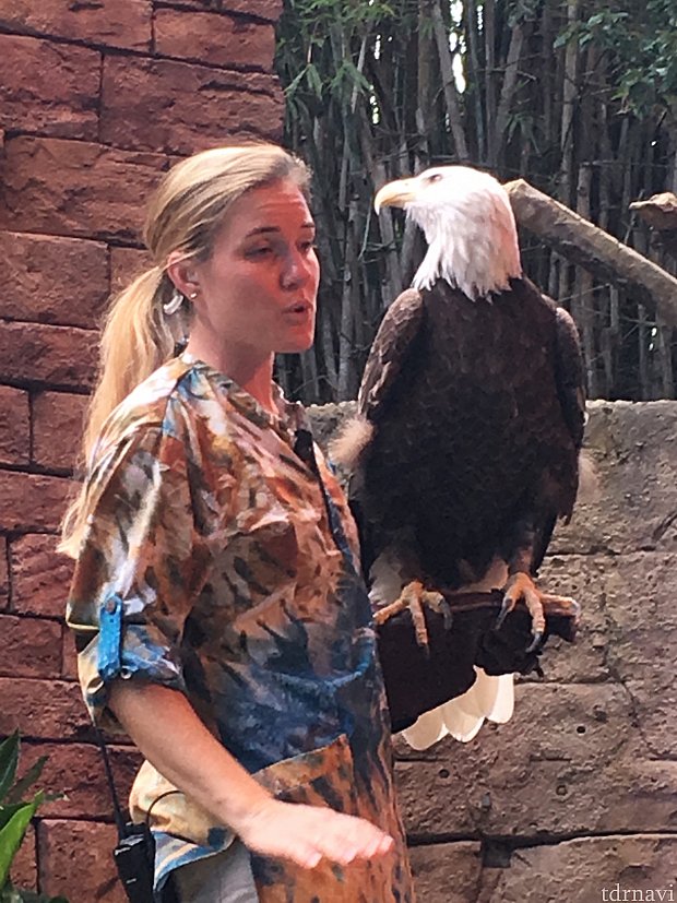 こちらはアメリカの国鳥、ハクトウワシです。神々しい凛とした表情です。アメリカ人は皆大喜び!