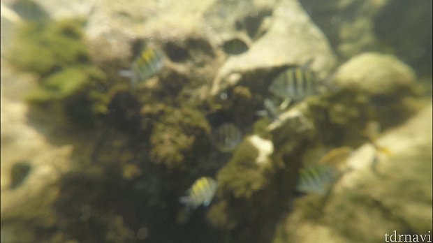 レンズが曇ってボケてしまったのですが魚がたくさんいました!