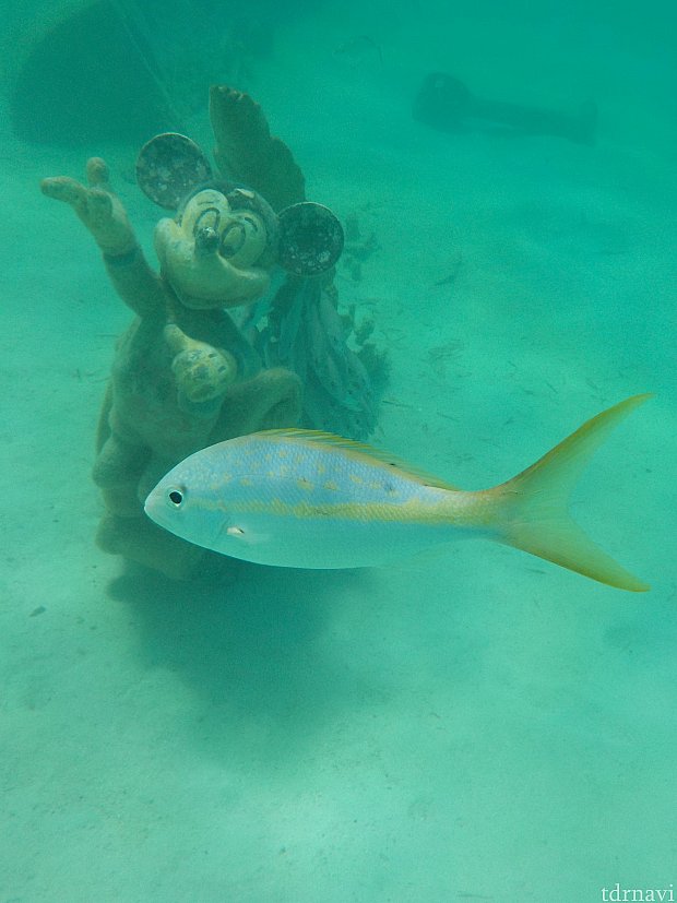 お魚も優雅に泳いでます。