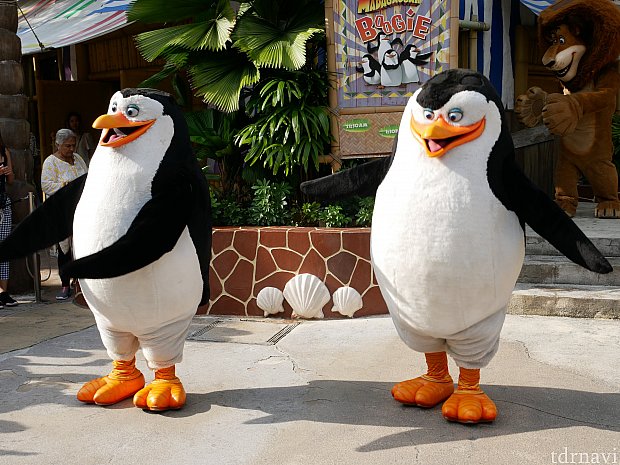 ペンギンズたちも