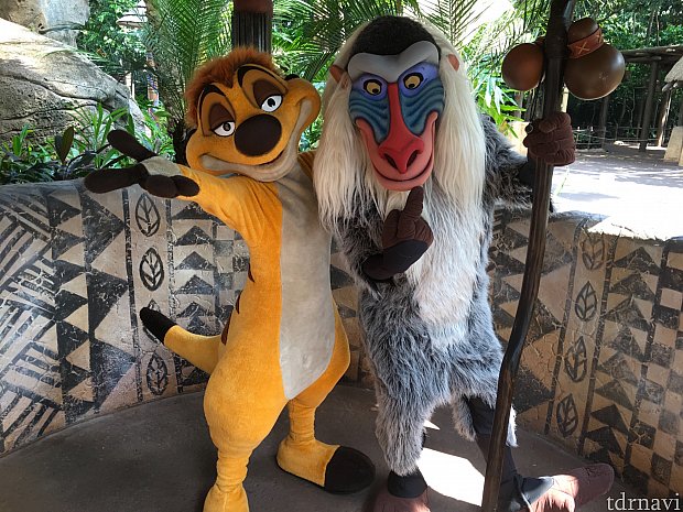 同じところでラフィキ&ティモン。ティモンが特に元気!