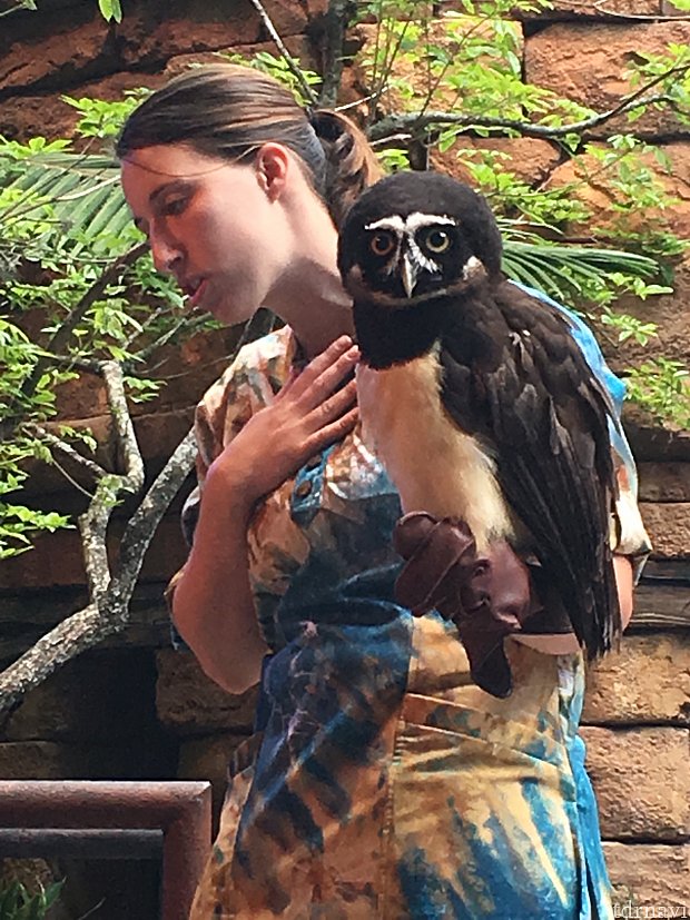 最後に出てきたけど特に見せ場がなかったフクロウさんです。フクロウは、ハリーポッター(ユニバーサル)を連想させるからですかね...?