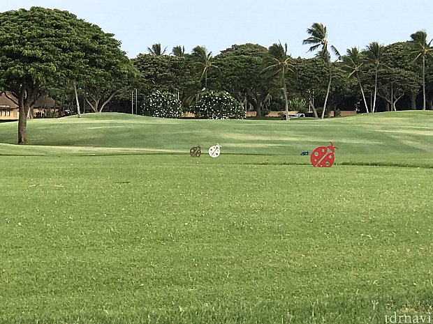 コオリナのマーク
てんとう虫のマークが🐞
