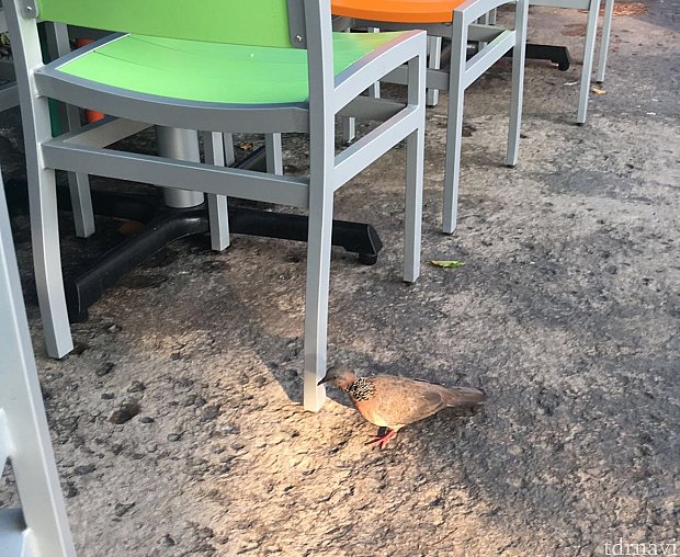 スズメ以外にもハト?も餌を求めてやってきました。