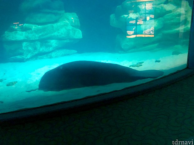 ライドの後には水族館ですが、夜に来たのは初めて。全く動かずに底に沈んでいるマナティ…大丈夫だと思うんですが…