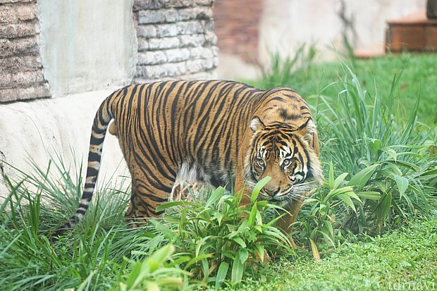 東南アジアの遺跡に棲みついたトラに会いに行こう！ マハラジャ