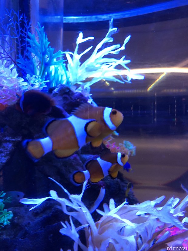 ニモにウットリ❣️
クマノミペア
癒されました(^。^)