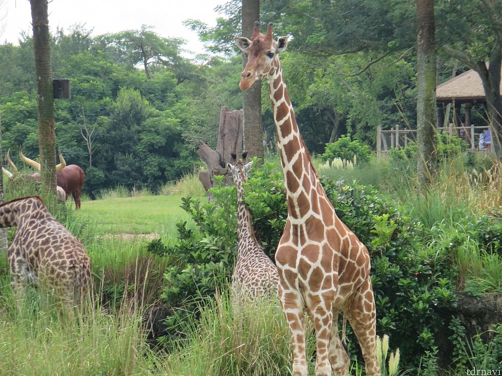 アニマルキングダムの目玉！ キリマンジャロ・サファリ（フロリダ）