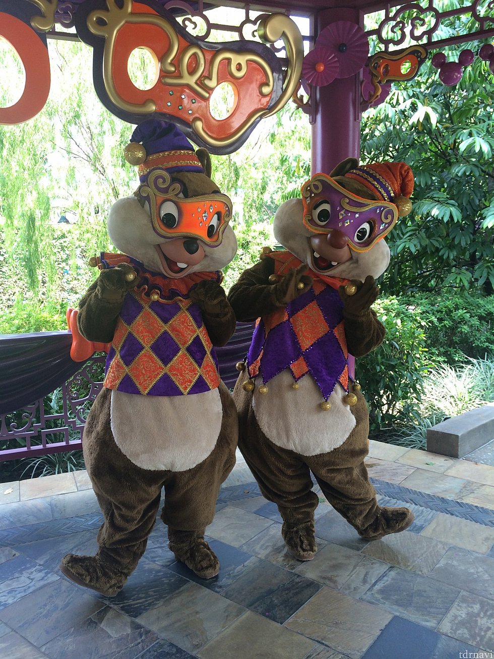 チップとデールはペアグリでした✨
