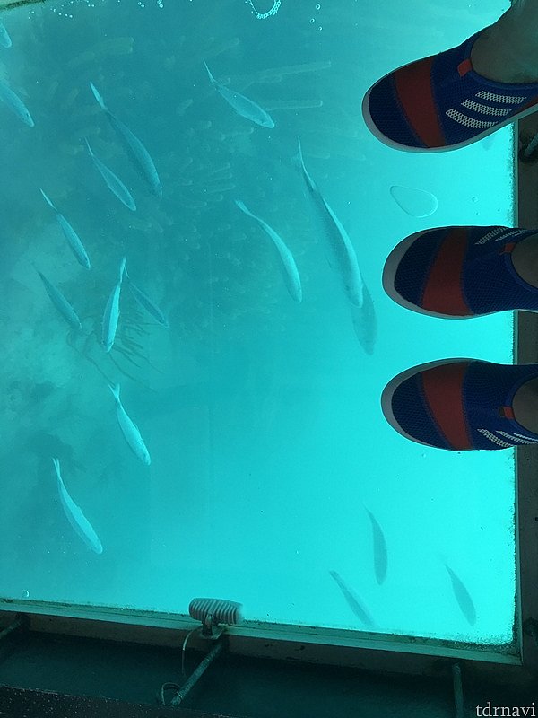 魚、いっぱい集まって来ています(笑)
