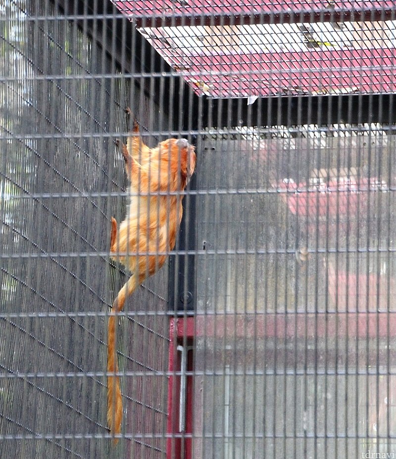 珍しい猿らしい