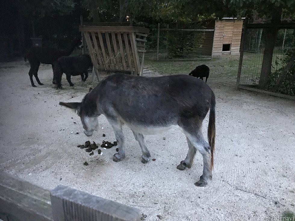 他のクチコミにもありますが、動物がいます🎶