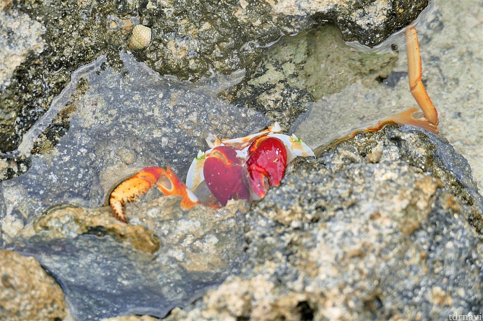 海の中には様々な生き物が!あいにく水中カメラが不調だったので、岩壁のカニの写真です(笑)シュノーケルをすれば色とりどりの魚と泳ぐことができますよ♪