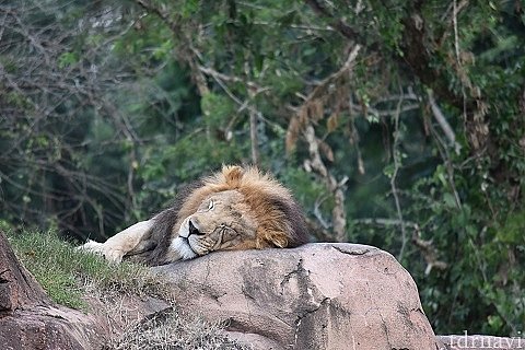 お昼寝