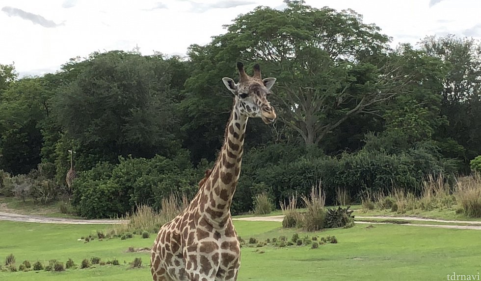 キリンもこんな間近で観ることができます。