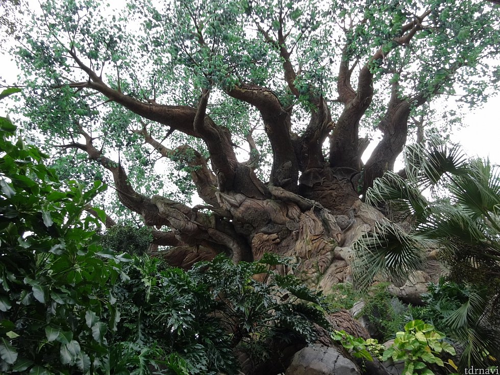 Tree of lifeと呼ばれる木の中にアトラクションが入ってます。木の幹をよく見てみましょう。