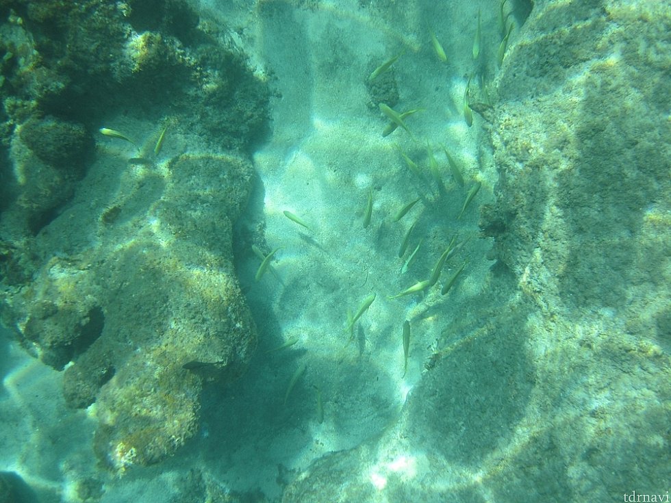 canonの水中コンデジで動画も撮りました