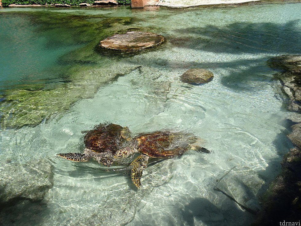 ケンカする海ガメ