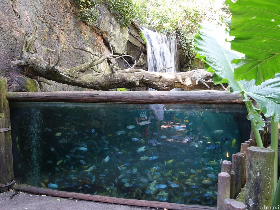 熱帯魚?の水槽もあります