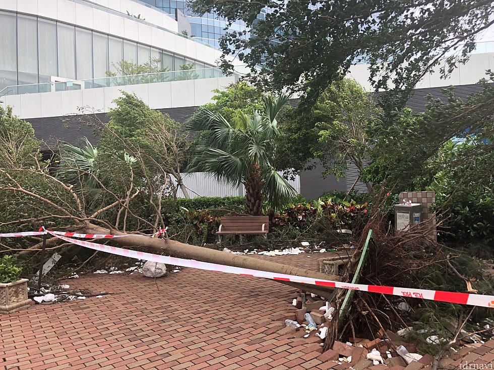 台風翌日の公園
