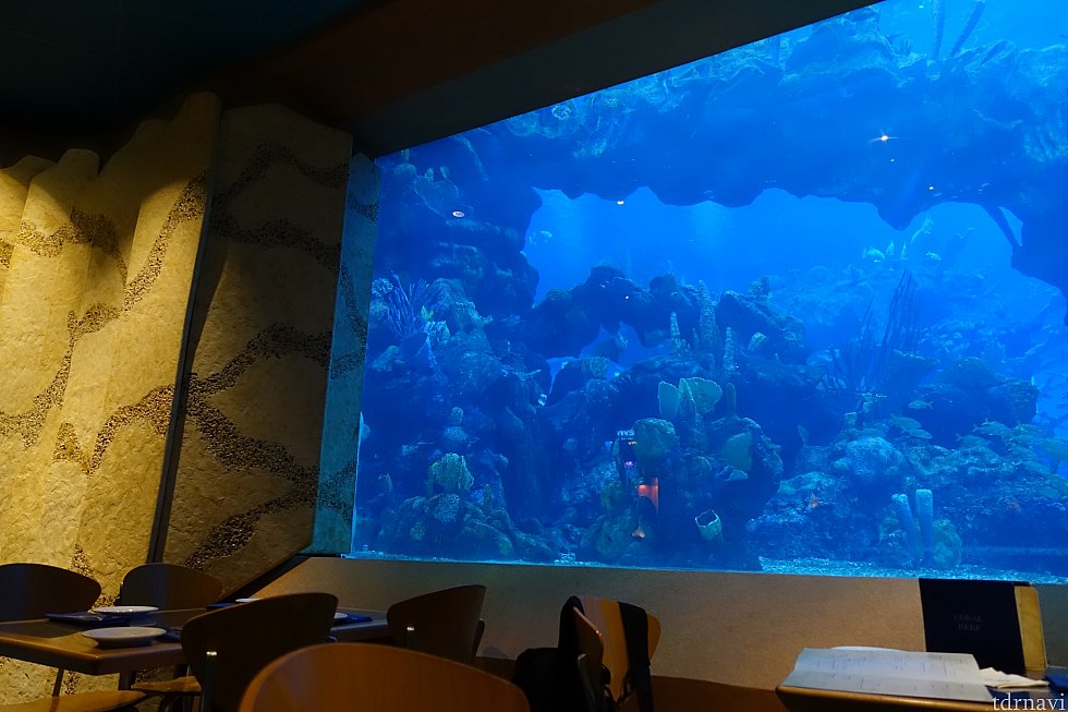 朝イチだったので水槽の目の前に案内してもらえました!
