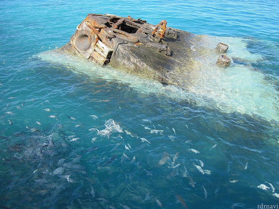 難破船、パン撒いてるので魚が…