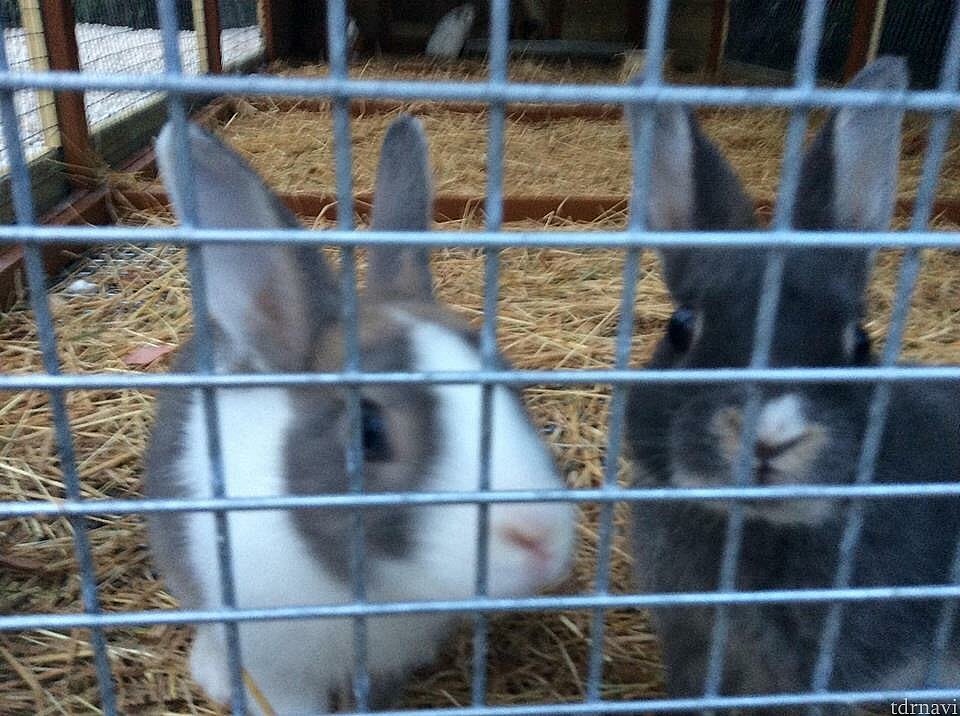 うさぎが居ました❤️