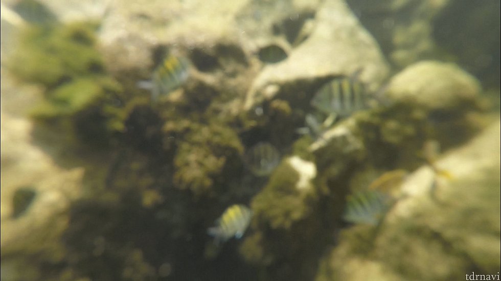 レンズが曇ってボケてしまったのですが魚がたくさんいました!