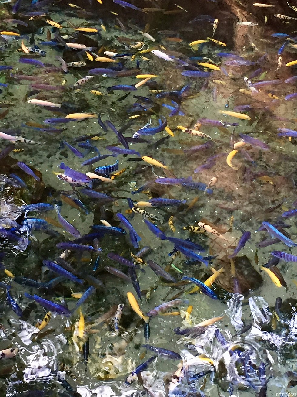 ものすごい数のカラフルな魚達も同じ空間に。