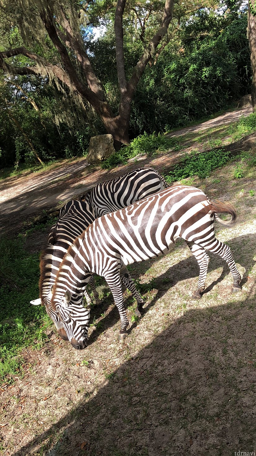 このシマウマたちが一番近くで見られた動物です。背景も相まって凄かった!