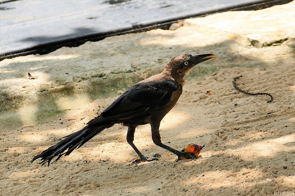 こちらの鳥は何かの実を食べてました!