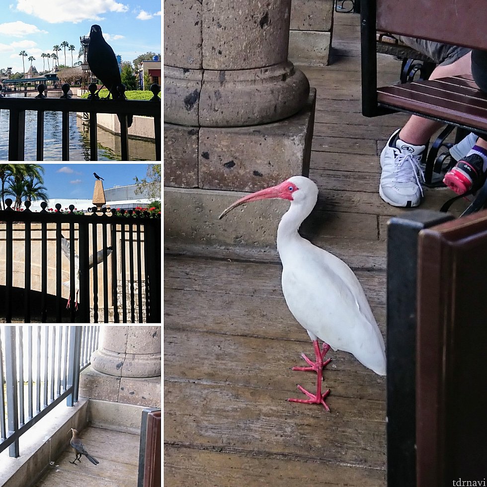 海外ディズニーあるある?
鳥さんがたくさんいます。落ちている物を食べているようですが、せっかくのお料理を横取りされぬよう御用心!