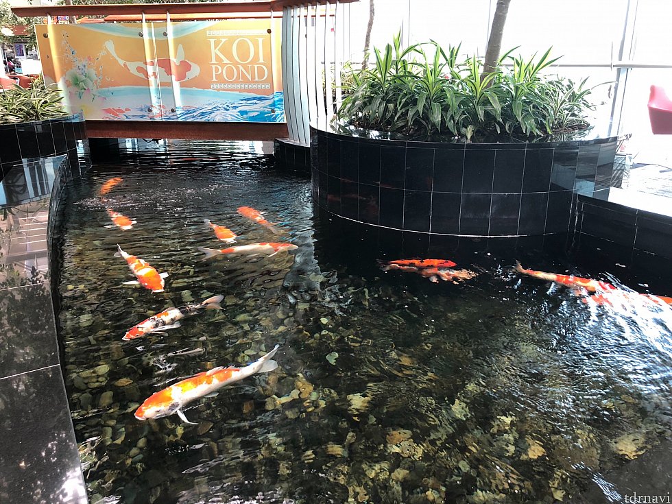 鯉も泳いでいました。