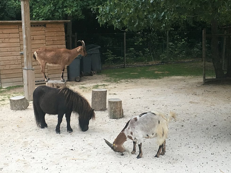 いろんな動物がいました