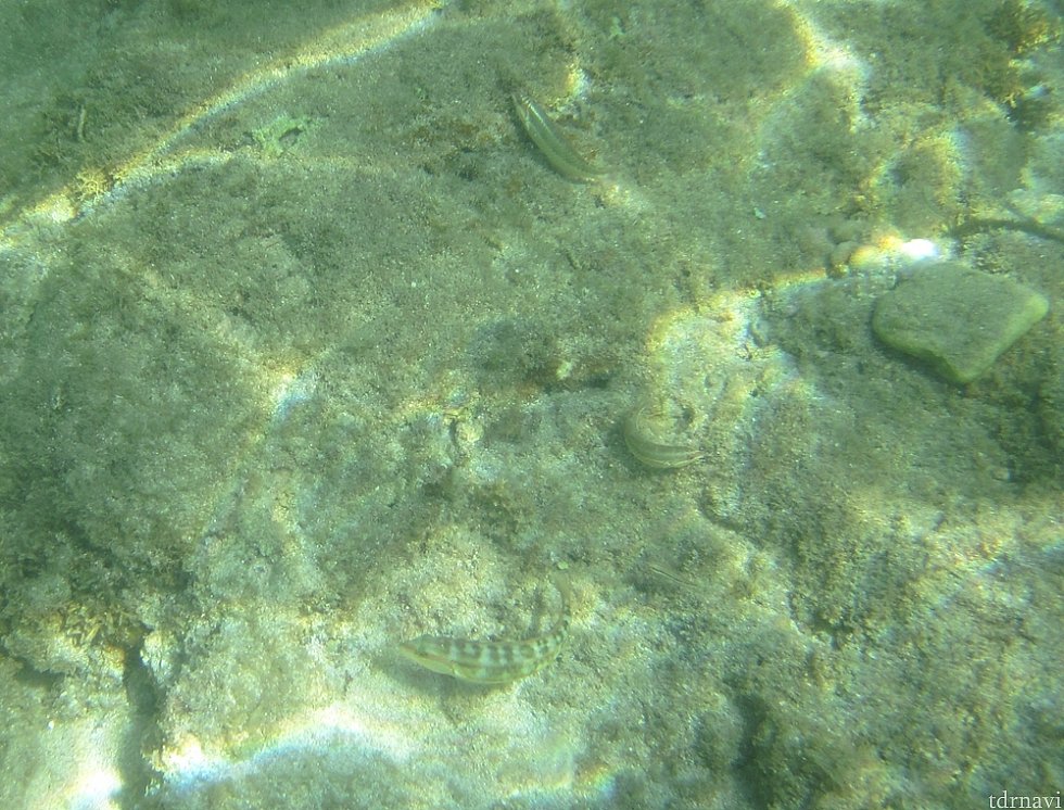 目立たない柄の魚も