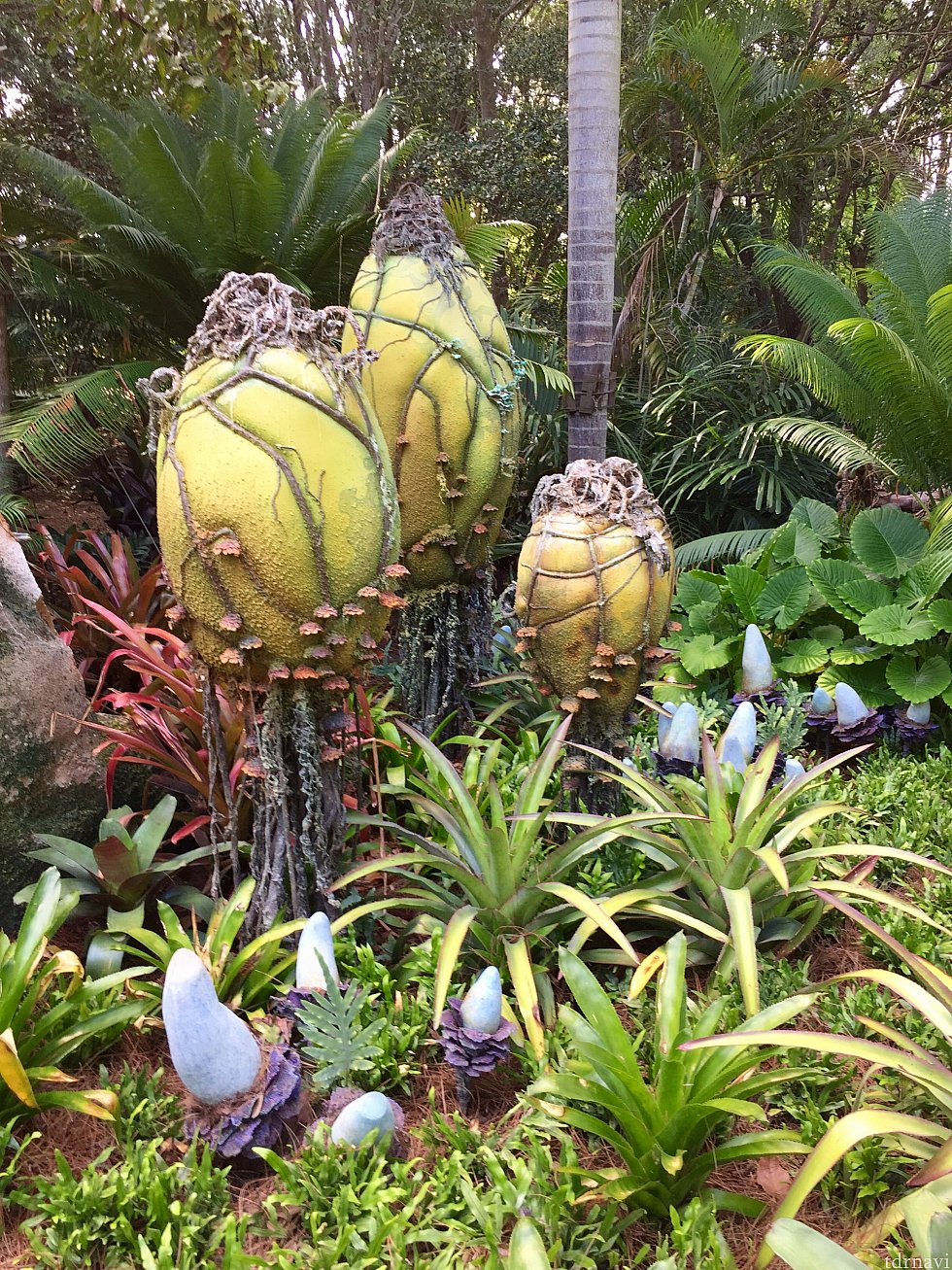 こちらがその植物。そのままですね〜。