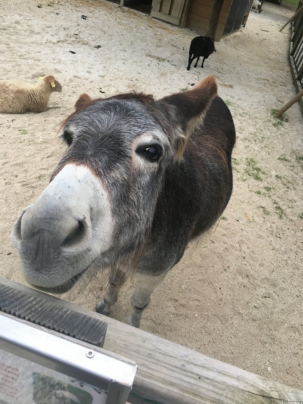 近づいてきてくれました。ごはんは持ってませんよ〜