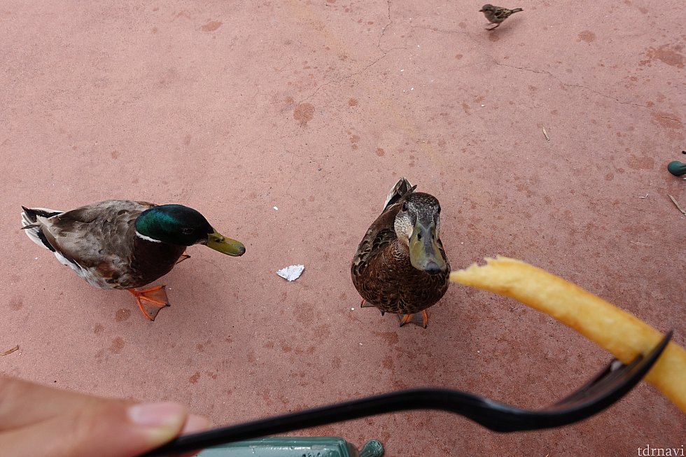 鴨くん達がポテトを凝視してくるのが可愛いです。