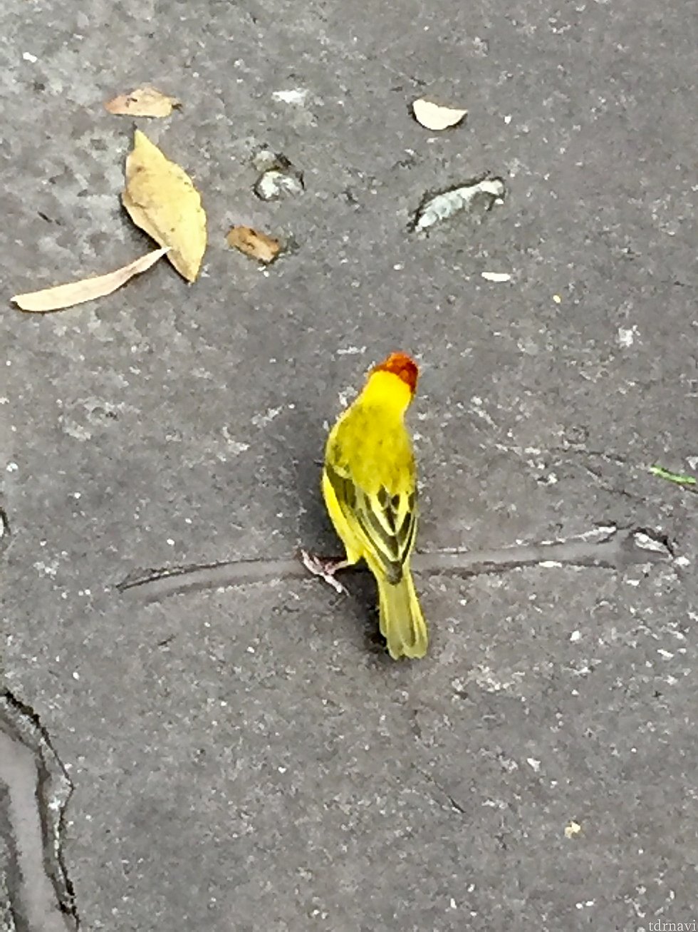 この様な鳥が僕達の近距離を飛んで行きます。