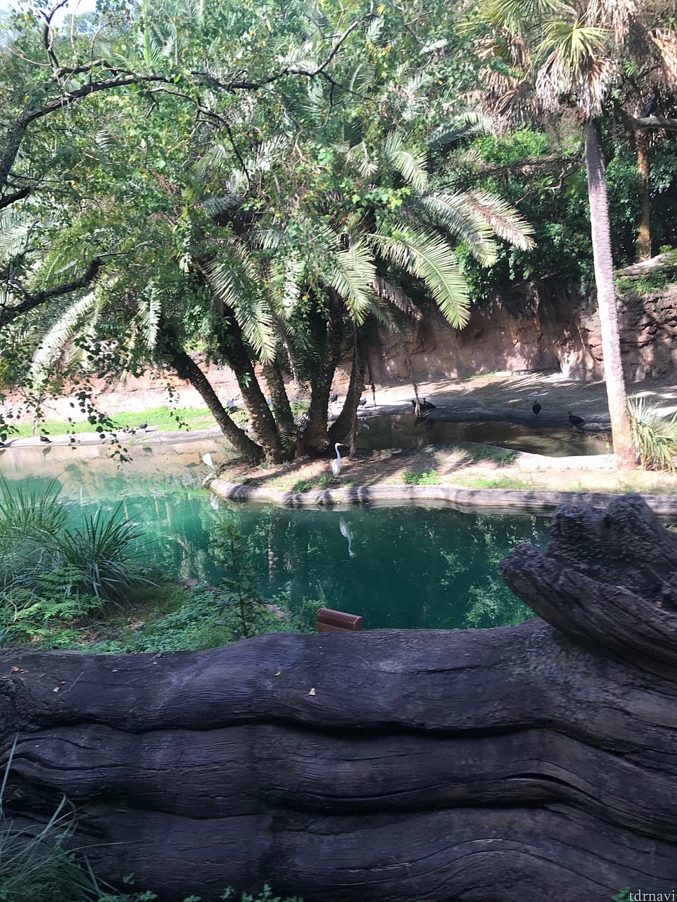 Safariを楽しみます。